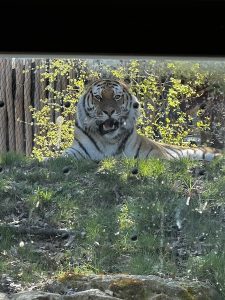Tiger Wilhelma