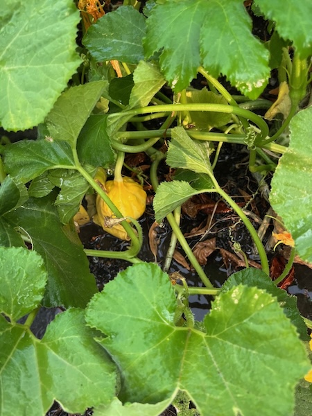 Kleiner gelber Kürbis inmitten der grünen Blätterpracht.