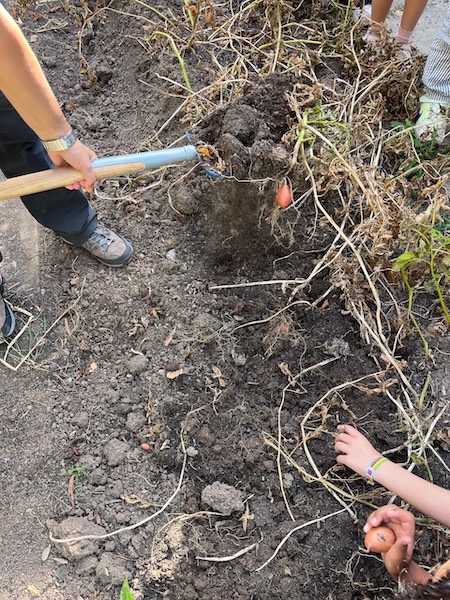 Fleißige Hände mit einem Rechen bei der Kartoffelernte im Schulgarten.