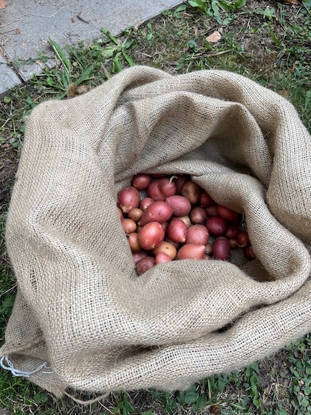 Ein Jutesack voller frisch geernteter Kartoffeln.