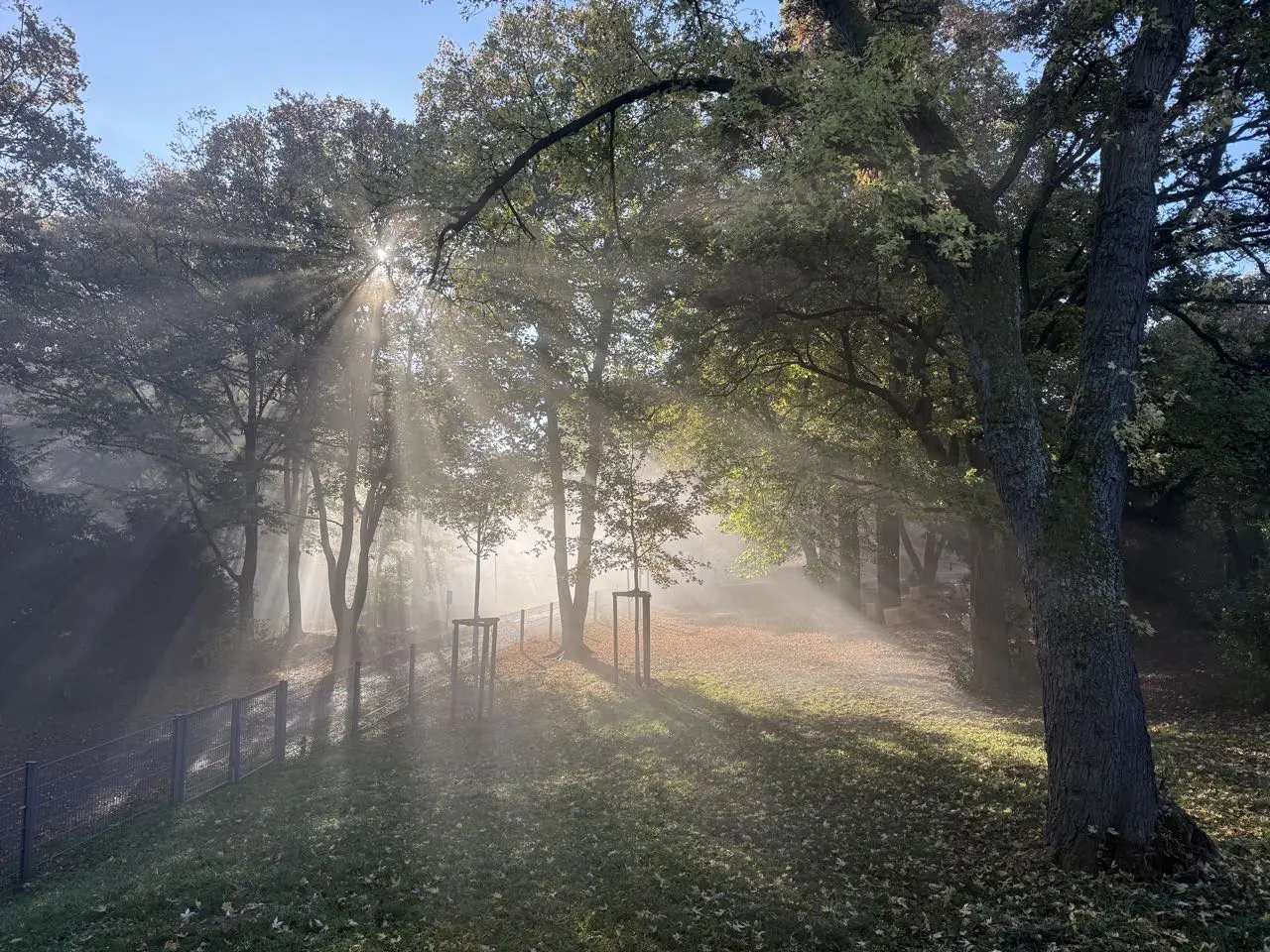 Morgensonne fällt durch die Bäume auf die Wiese hinter der Schule